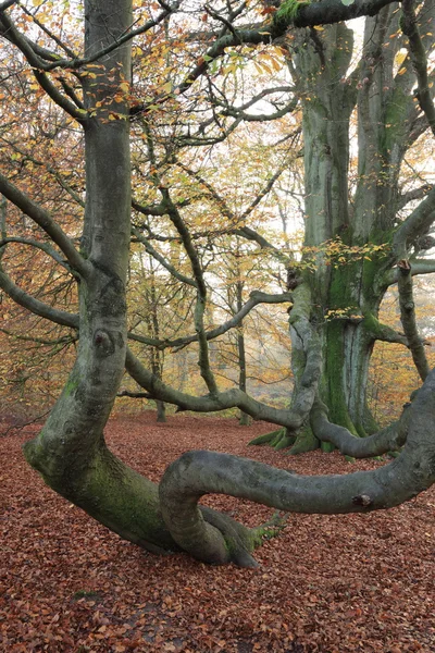 La jungle de la forêt de Reinhard en Allemagne — Photo