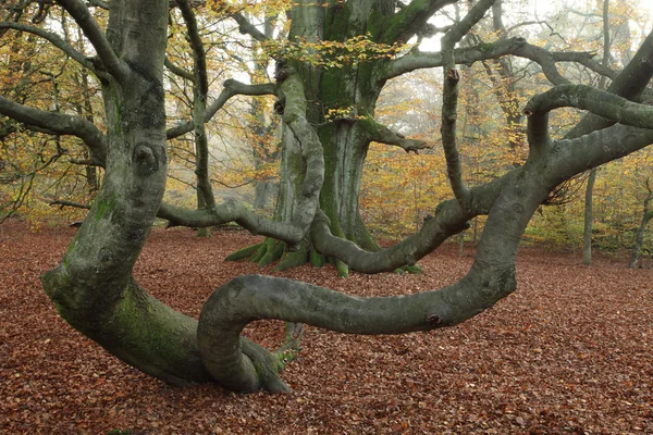 Almanya Reinhard orman orman — Stok fotoğraf