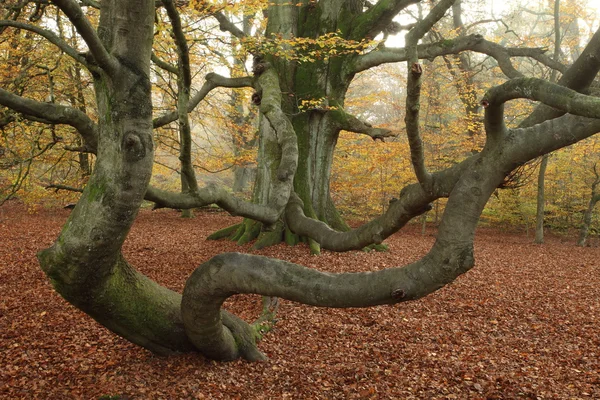 La jungle de la forêt de Reinhard en Allemagne — Photo