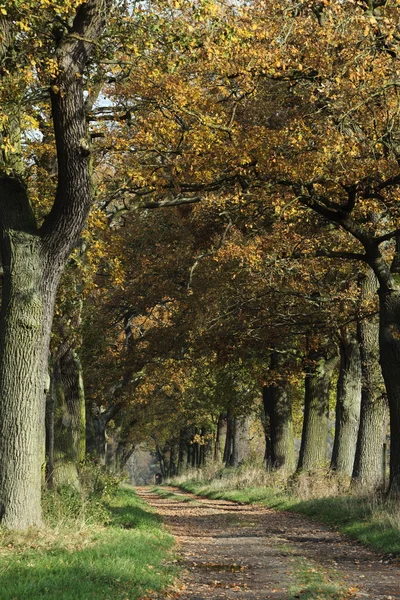 Almanya Reinhard ormandaki yaşlı Oaks — Stok fotoğraf