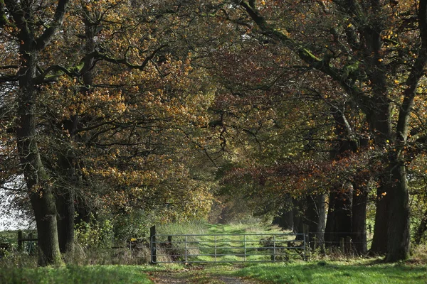Almanya Reinhard ormandaki yaşlı Oaks — Stok fotoğraf