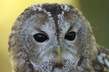 Tawny Owl clipart
