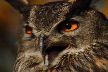 The Eagle Owl clipart