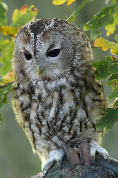 Bufniță Tawny — Fotografie, imagine de stoc