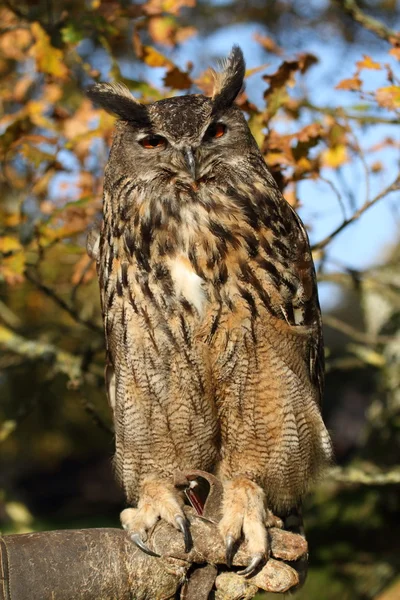 Il gufo reale — Foto Stock