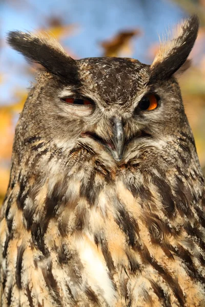 Eagle Owl — Stockfoto