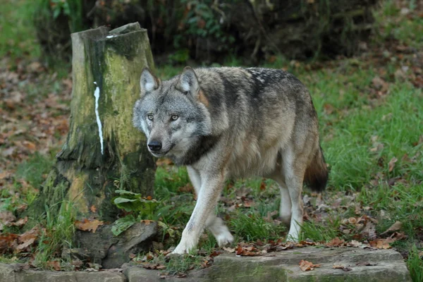 European Wolf — Stock Photo, Image