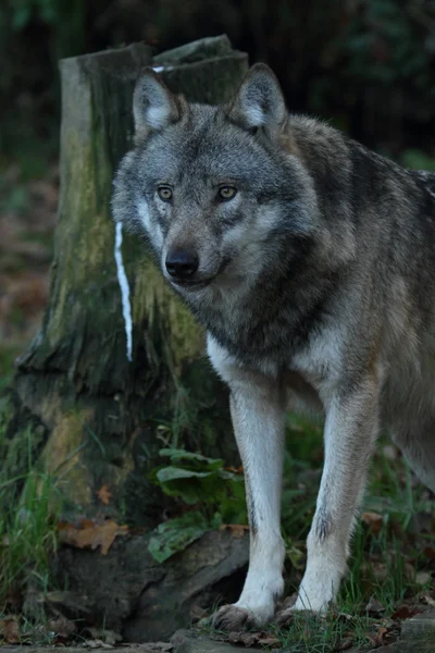 Europese wolf — Stockfoto