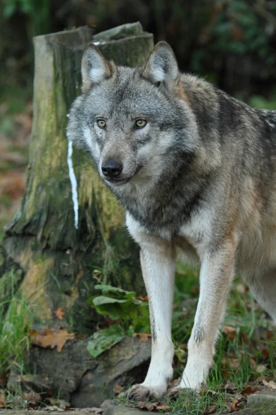 Europese wolf — Stockfoto