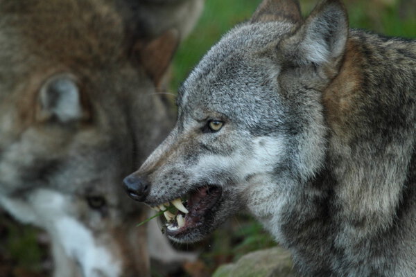 Европейский волк
