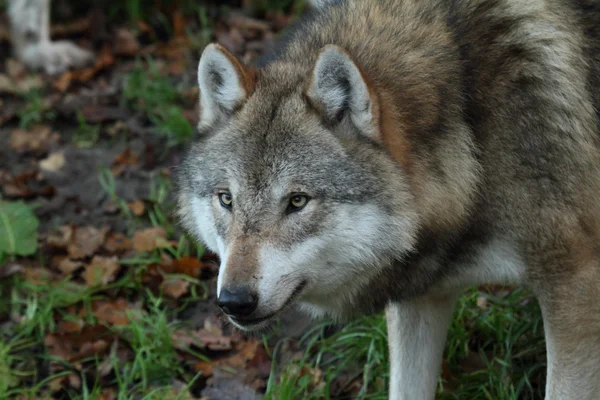 Lobo europeo — Foto de Stock