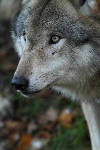 ヨーロッパのオオカミ — ストック写真
