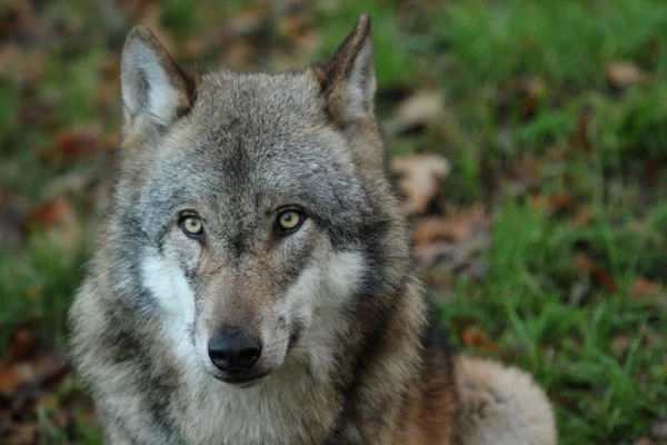 Europese wolf — Stockfoto