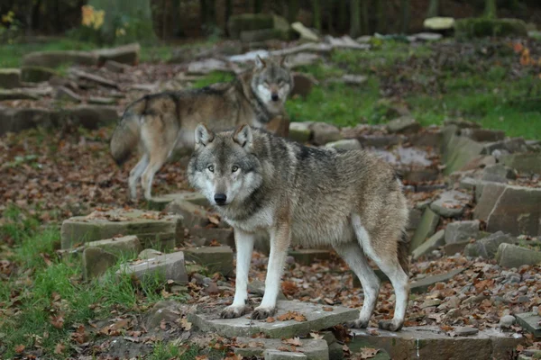 Europese wolf — Stockfoto