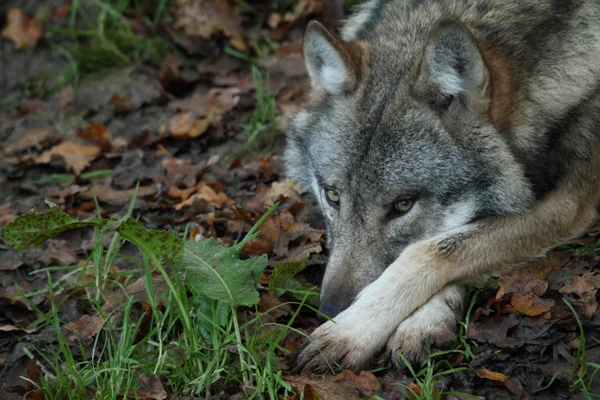 Europese wolf — Stockfoto