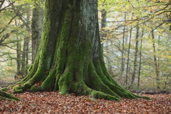 Árvores velhas do parque nacional Floresta de Reinhard na Alemanha — Fotografia de Stock
