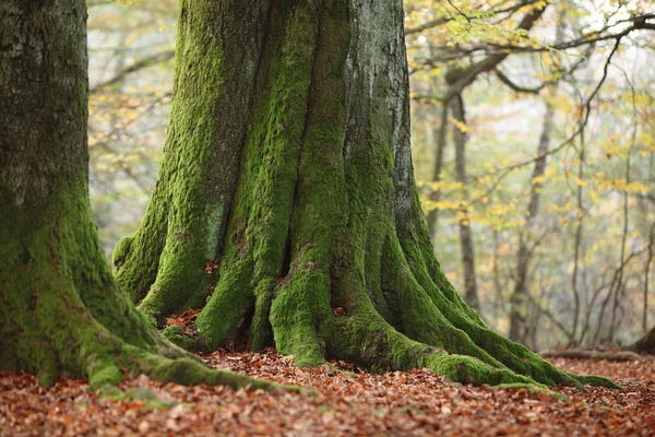 Alte Bäume des Nationalparks Reinhardswald in Deutschland — Stockfoto