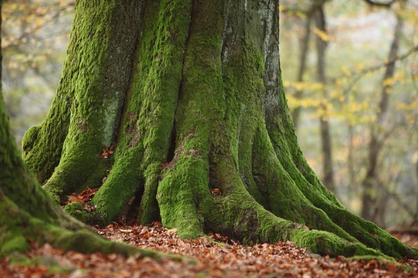 Árvores velhas do parque nacional Floresta de Reinhard na Alemanha — Fotografia de Stock