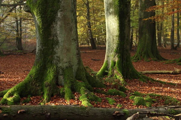 Les vieux arbres du parc national Reinhard Forest en Allemagne — Photo