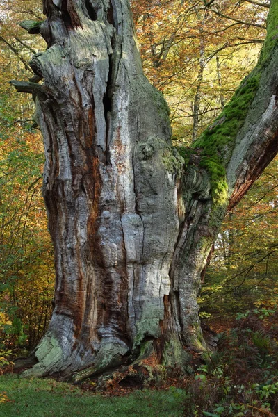 Les vieux arbres du parc national Reinhard Forest en Allemagne — Photo