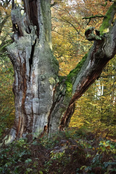 Les vieux arbres du parc national Reinhard Forest en Allemagne — Photo