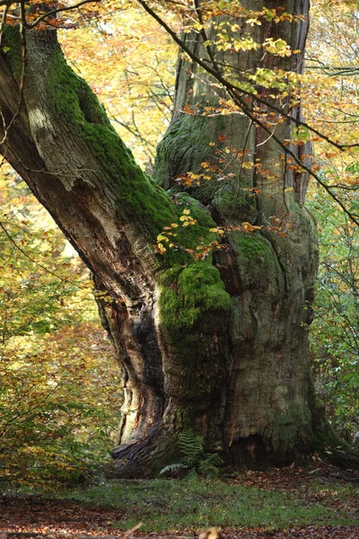 Árvores velhas do parque nacional Floresta de Reinhard na Alemanha — Fotografia de Stock