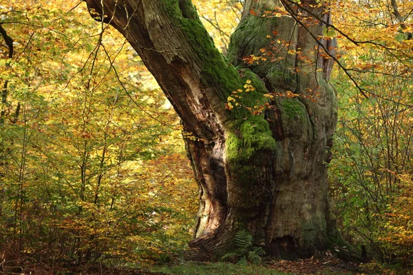 Alte Bäume des Nationalparks Reinhardswald in Deutschland — Stockfoto