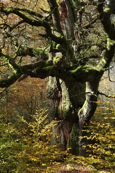 Gamla träd av National Park Reinhard skogen i Tyskland — Stockfoto