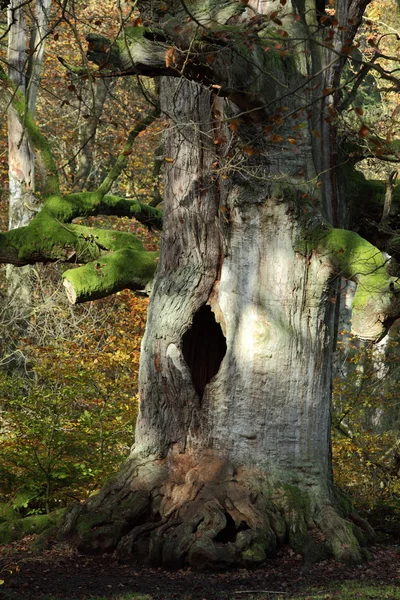 Old Trees of the National Park Reinhard Forest in Germany — Stock Photo, Image