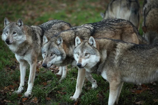 Europäischer Wolf — Stockfoto