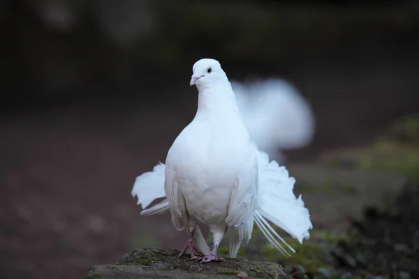 A Wartburg vár fehér galambok — Stock Fotó