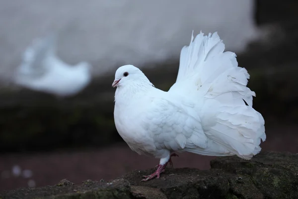 Palomas blancas del castillo de Wartburg — Foto de Stock