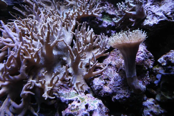 Korall — Stock Fotó