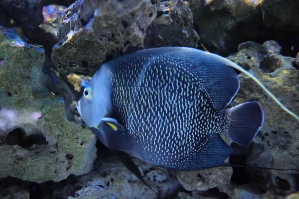 Coral Fish — Stock Photo, Image