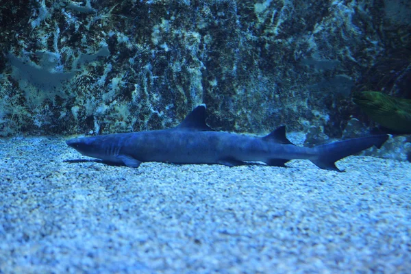 Reef Shark — Stock Photo, Image