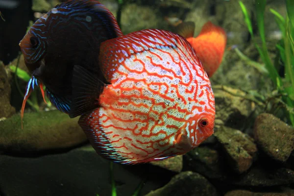 Discus Fish — Stock Photo, Image