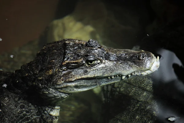 Krokodilalligator und Kaiman — Stockfoto