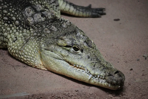 Krokodilalligator und Kaiman — Stockfoto