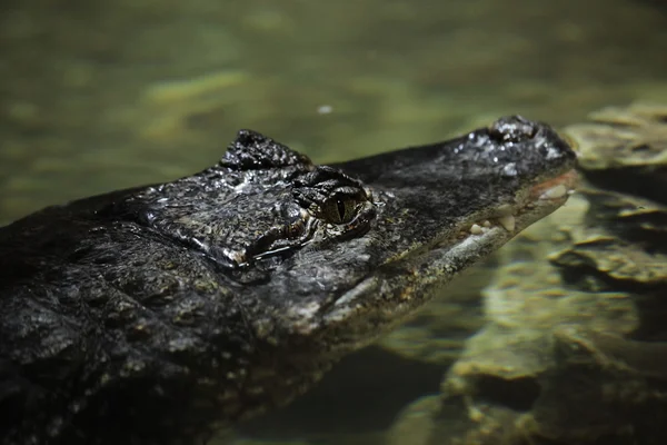 Crocodile Alligator et Cayman — Photo