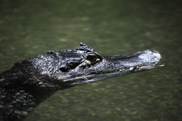 Crocodile Alligator and Cayman — Stock Photo, Image