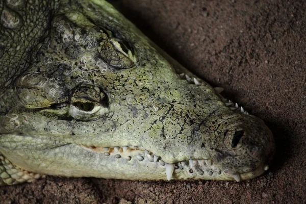 Krokodilalligator und Kaiman — Stockfoto