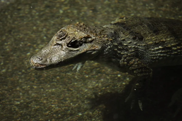 Crocodilo crocodilo e Cayman — Fotografia de Stock