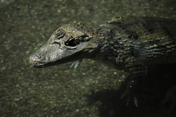 Coccodrillo alligatore e Cayman — Foto Stock