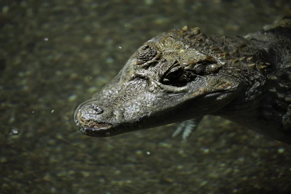 鳄鱼鳄鱼和开曼群岛 — 图库照片