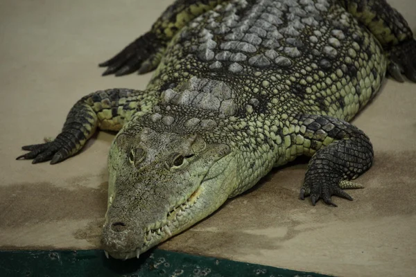 Crocodile Alligator et Cayman — Photo