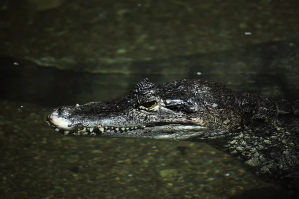 Krokodilalligator und Kaiman — Stockfoto