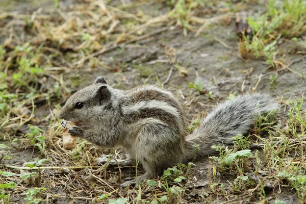 Striped palm squirrel — Stock Photo, Image