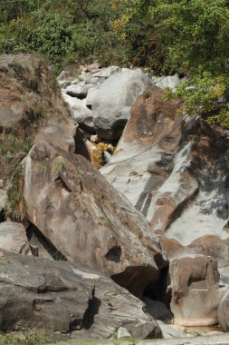 Şelale ve peyzaj Hindistan Dharamsala yakın