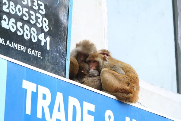 Monos Rhesus — Foto de Stock