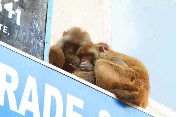 Rhesus Monkeys — Stock Photo, Image